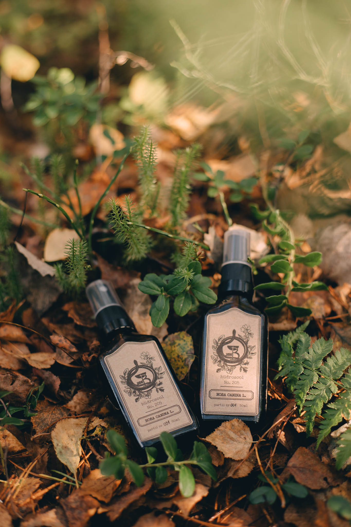 Rosa canina L. Rosa canina L.