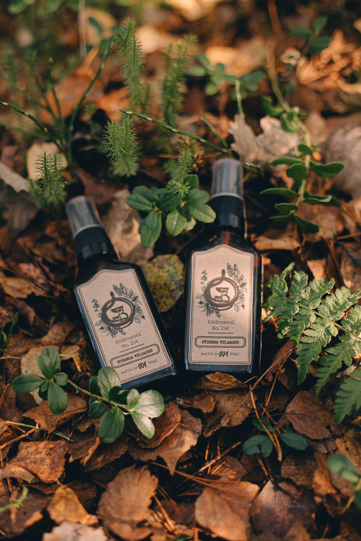 Syringa vulgaris Syringa vulgaris