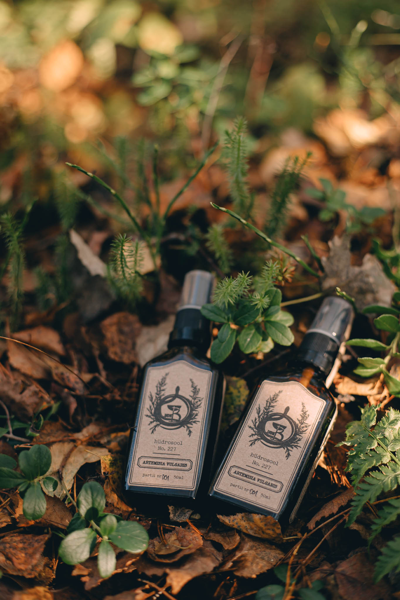 Artemisia vulgaris Artemisia vulgaris