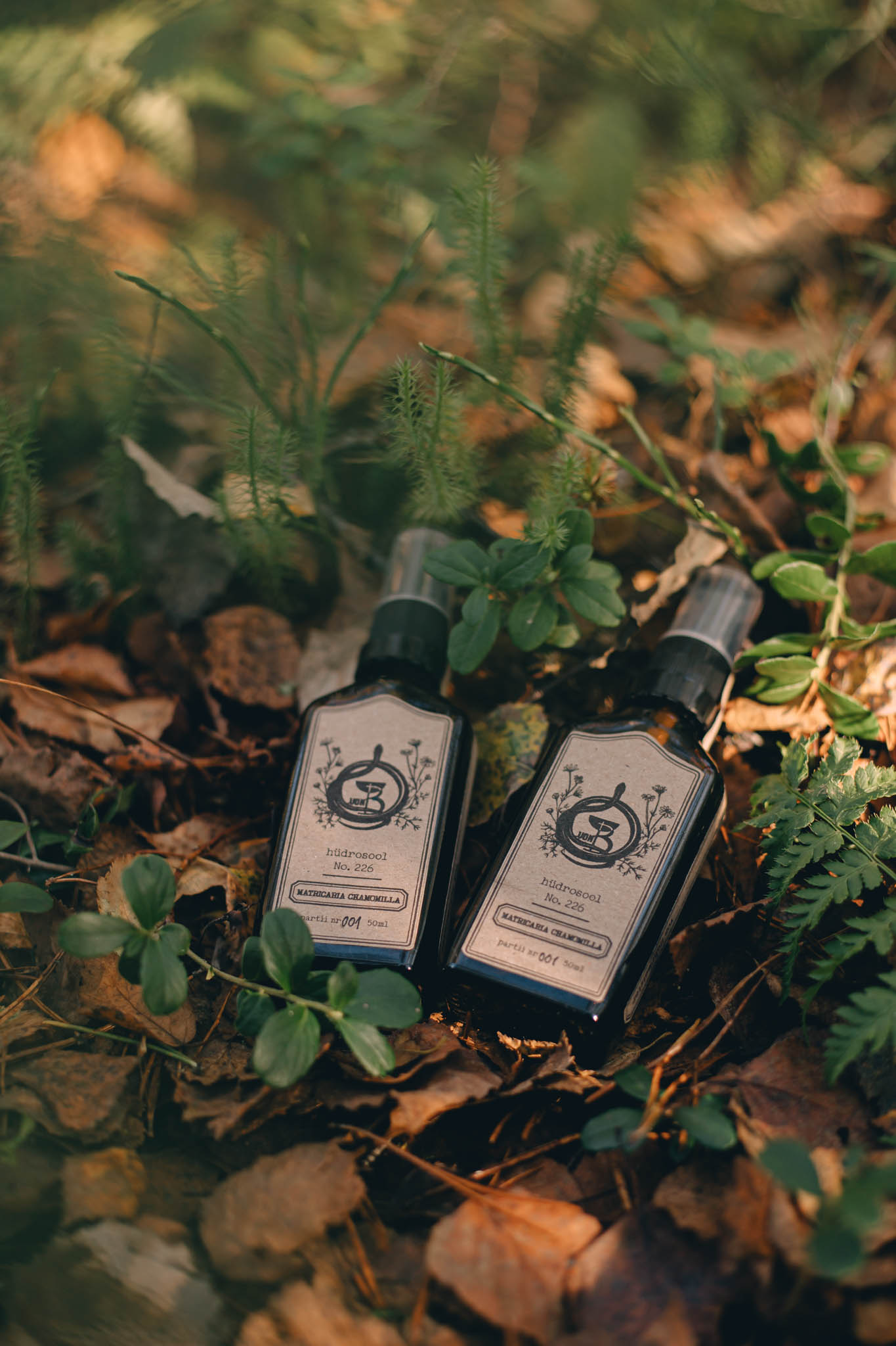 Matricaria chamomilla Matricaria chamomilla