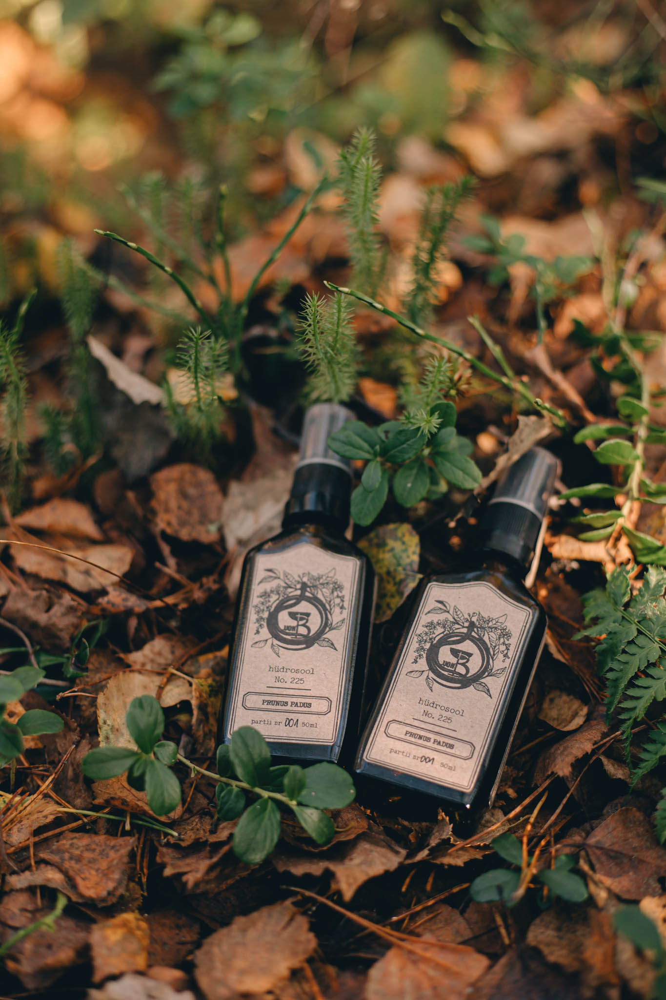 Prunus Padus Prunus Padus