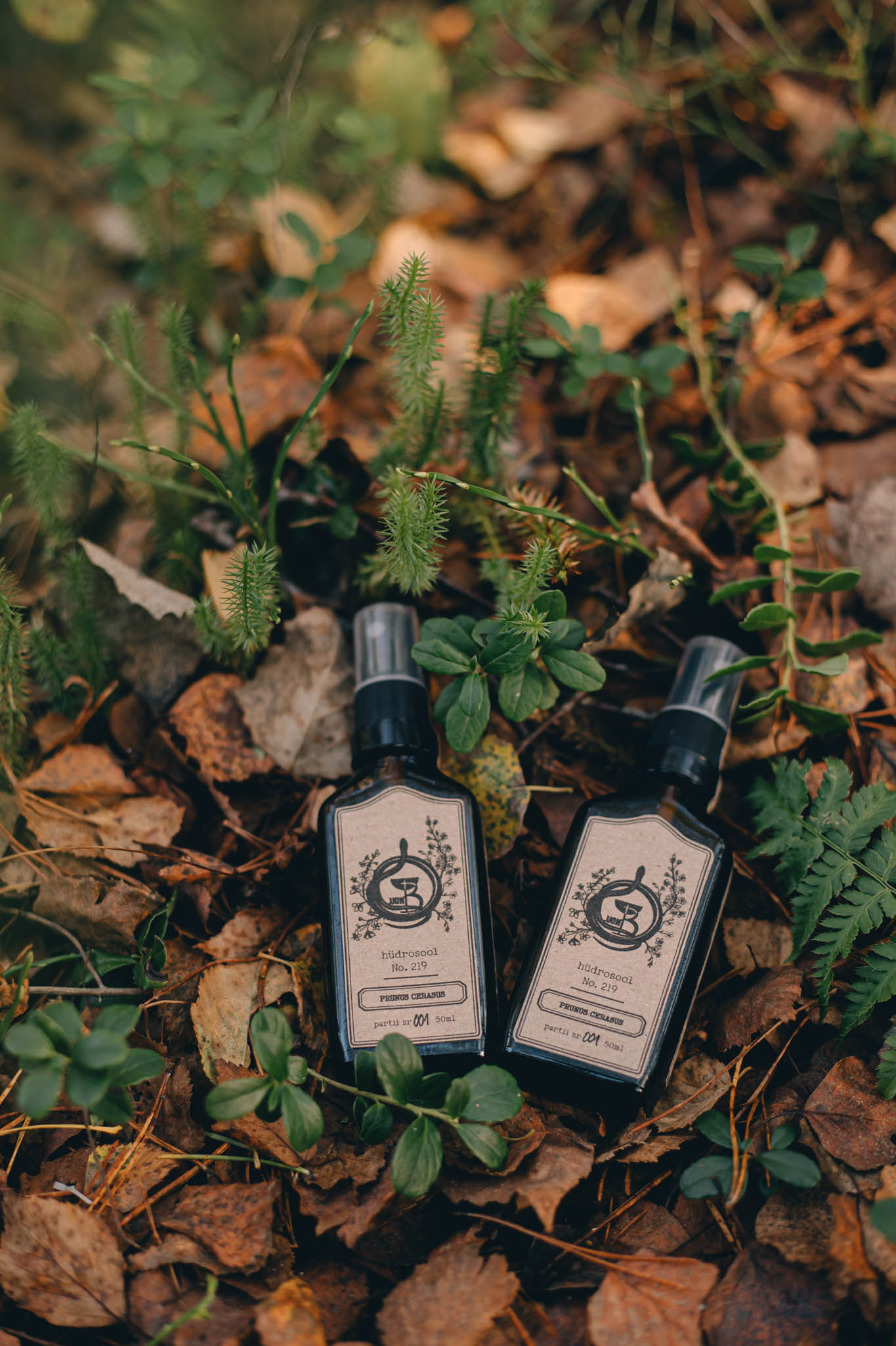 Prunus cerarus Prunus cerarus