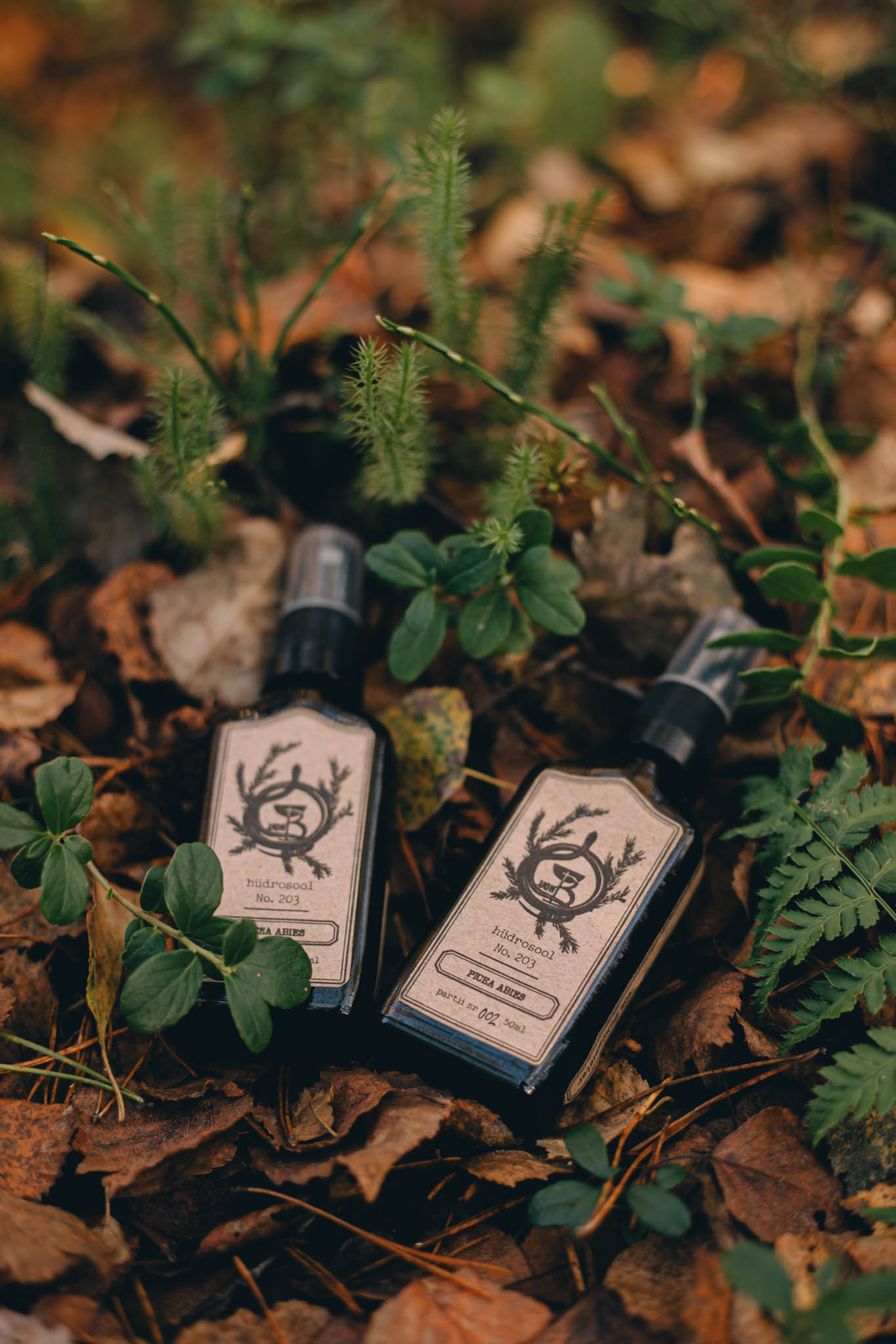 Picea abies Picea abies